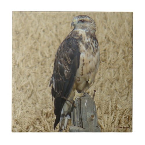 B36 Ferruginous Hawk in Wheat Field Ceramic Tile