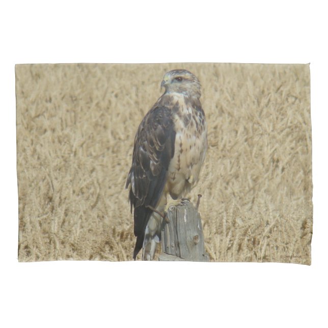 B36 Ferruginous Hawk in Wheat Field Pillow Case (Front)