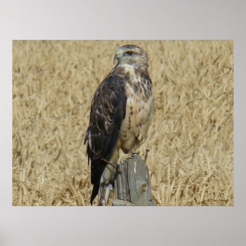 B36 Ferruginous Hawk in Wheat Field Poster