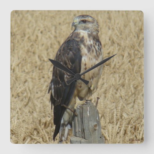 B36 Ferruginous Hawk in Wheat Field Square Wall Clock