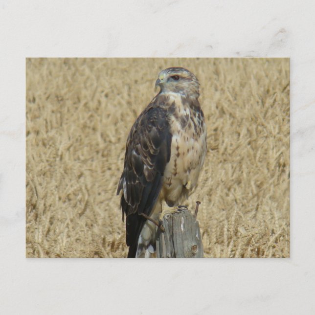B36 Ferruginous Hawk Postcard (Front)