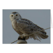 B38 Snowy Owl (Front Horizontal)