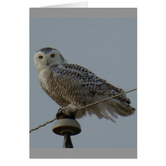 B38 Snowy Owl Cards (Front)