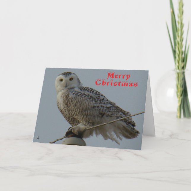 B38 Snowy Owl Christmas Card (Front)