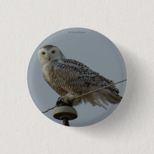 B38 Snowy Owl Pinback Button