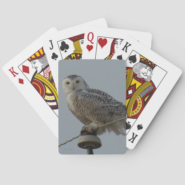 B38 Snowy Owl Poker Cards (Back)