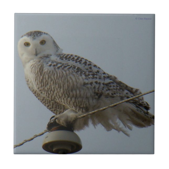 B38 Snowy Owl Tile (Front)