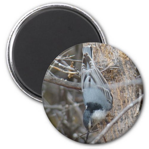 B39 Red_breasted Nuthatch Magnet