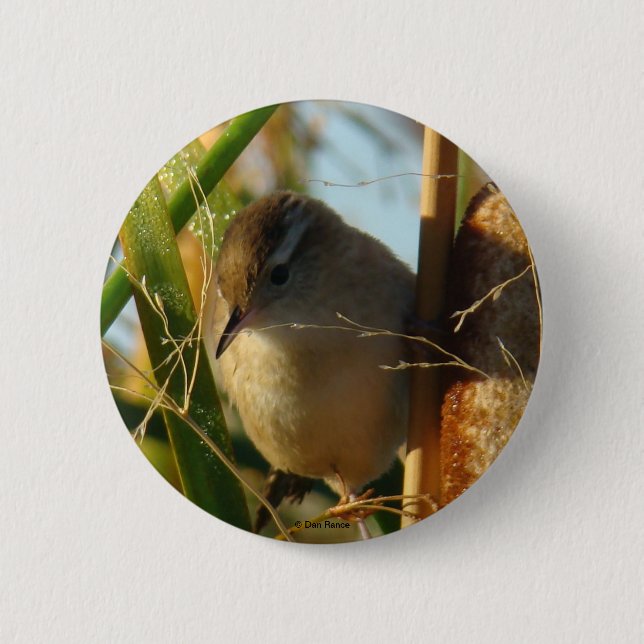 B3 Marsh Wren Pinback Button (Front)