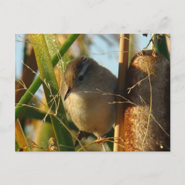 B3 Marsh Wren Postcard (Front)