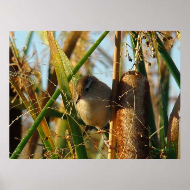 B3 Marsh Wren Poster (Front)