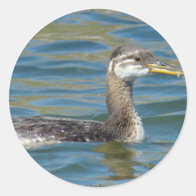 B40 Juvenile Red-necked Grebe Classic Round Sticker (Front)