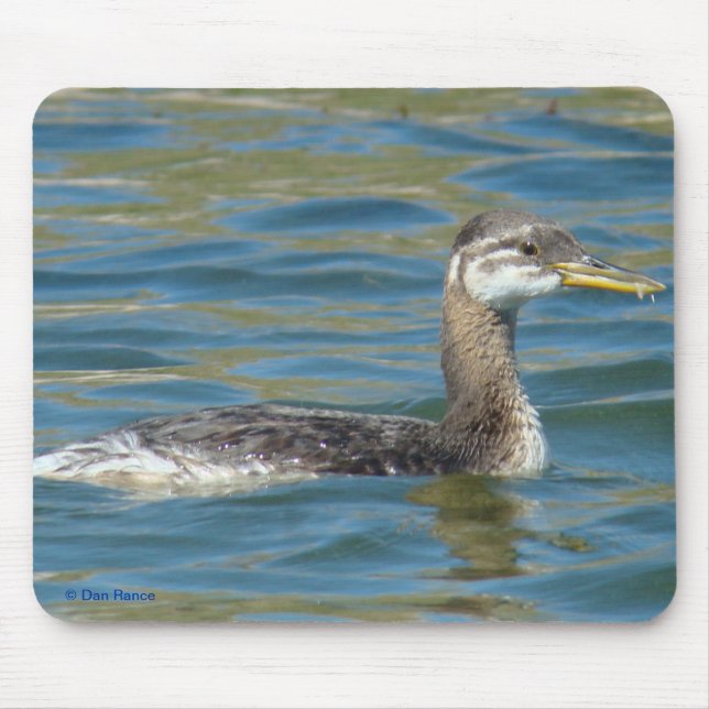 B40 Juvenile Red-necked Grebe Mouse Pad (Front)