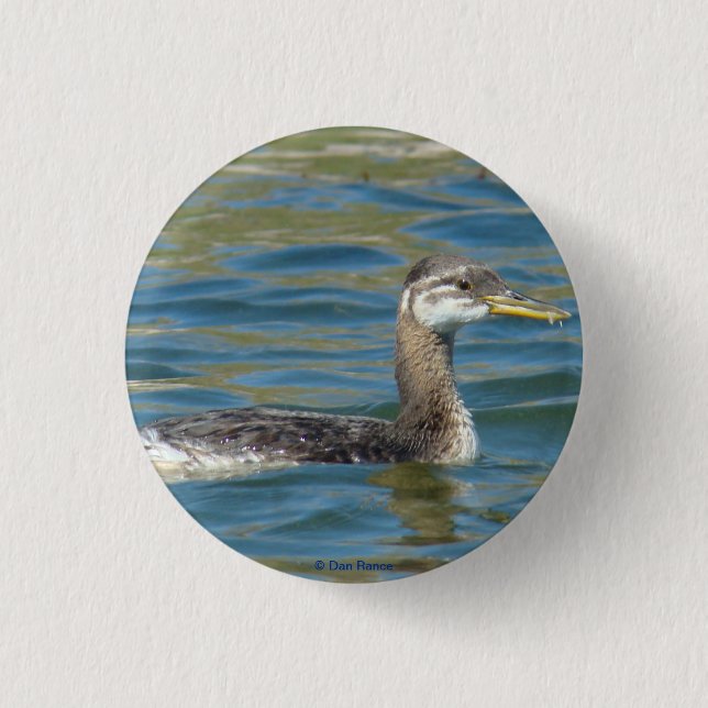 B40 Juvenile Red-necked Grebe Pinback Button (Front)