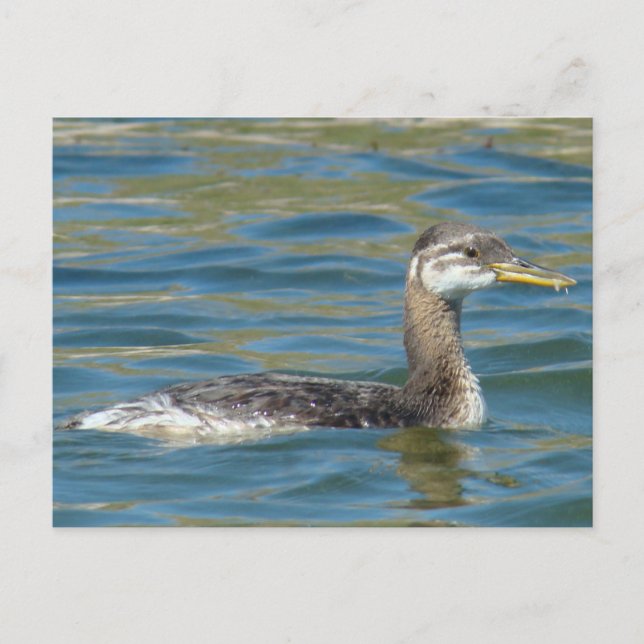 B40 Juvenile Red-necked Grebe Postcard (Front)