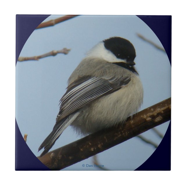 B43 Black Capped Chickadee Ceramic Tile (Front)