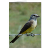 B44 Western Kingbird (Front)