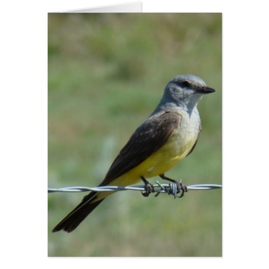 B44 Western Kingbird (Front)