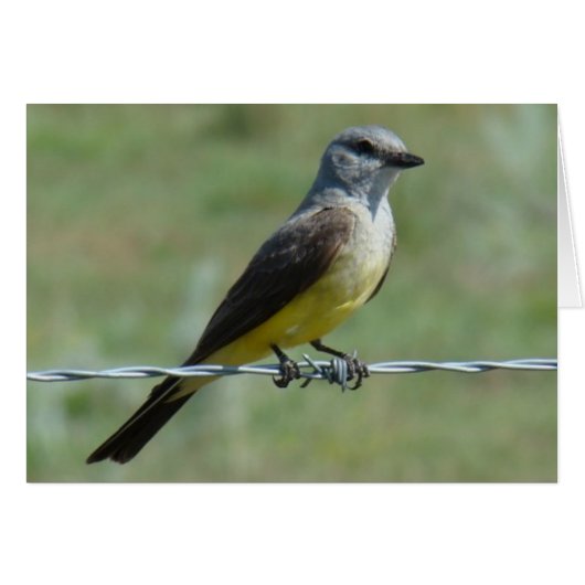 B44 Western Kingbird Cards (Front Horizontal)