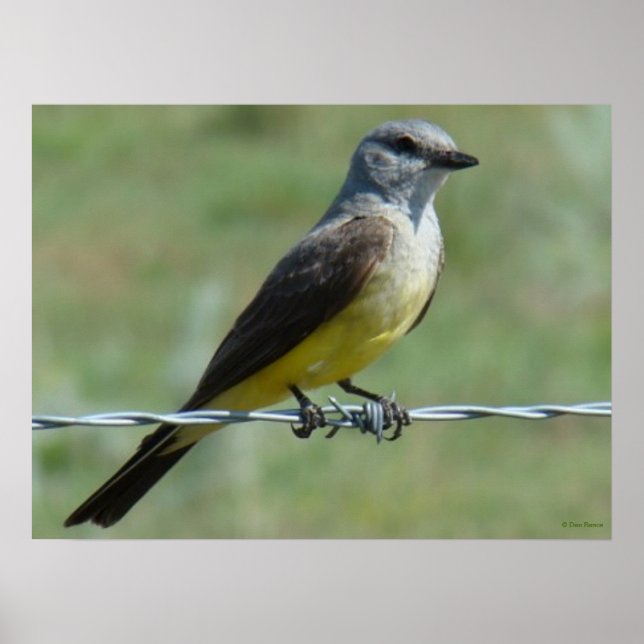 B44 Western Kingbird Poster (Front)