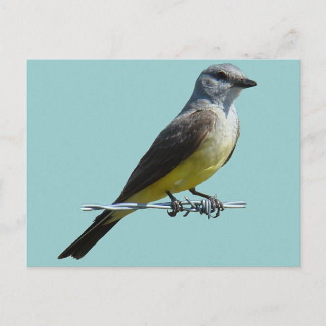 B45 Western Kingbird Postcard (Front)
