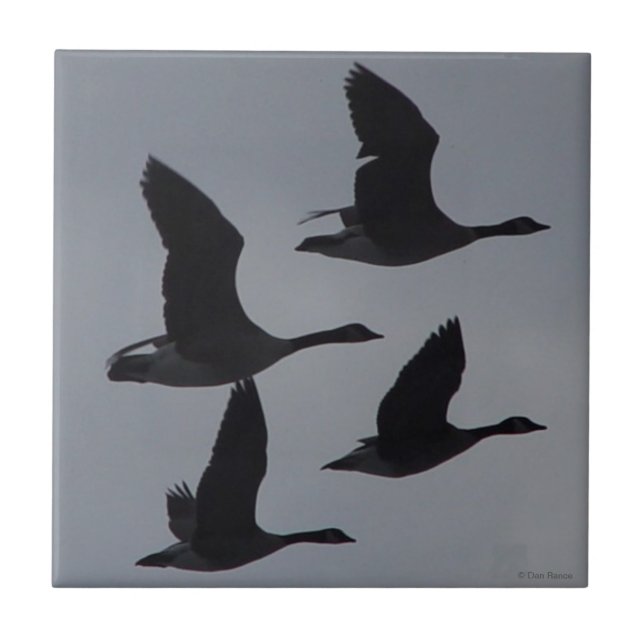 B46 Canadian Geese in Flight Ceramic Tile (Front)