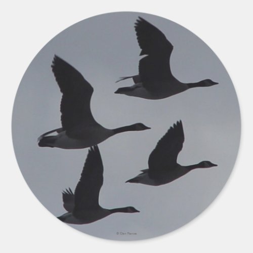 B46 Canadian Geese in Flight Silhouette Classic Round Sticker