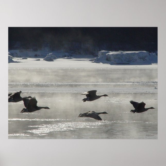 B47 Canadian Geese Over Frozen River Poster (Front)