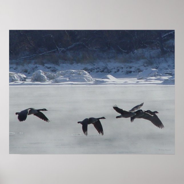 B48 Canadian Geese Over Frozen River Poster (Front)