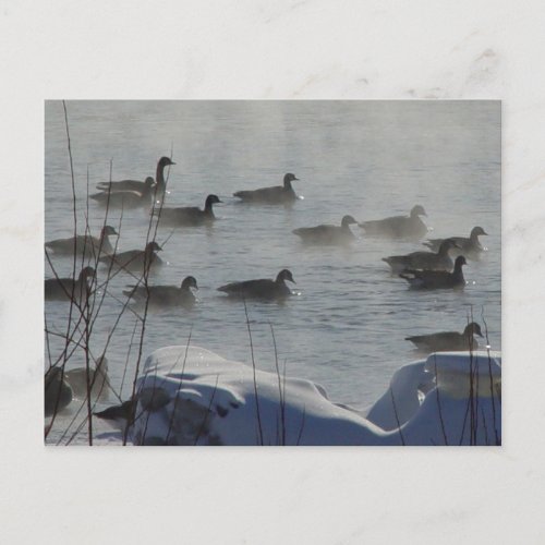 B49 Canadian Geese on Frozen River Postcard
