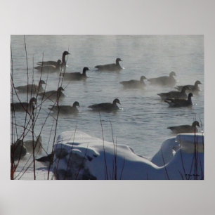 B49 Canadian Geese on Frozen River Poster