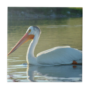 B4 White Pelican Ceramic Tile