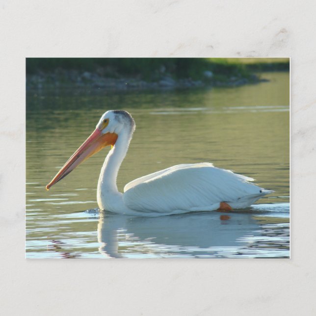 B4 White Pelican Postcard (Front)