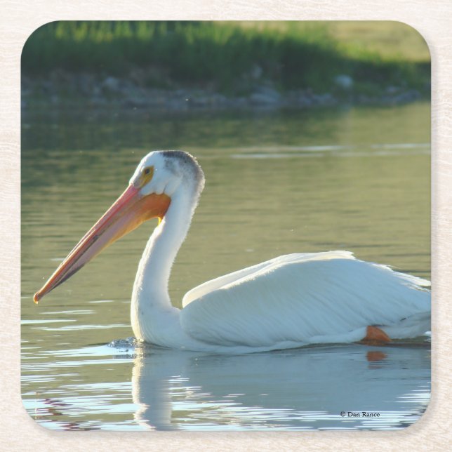 B4 White Pelican Square Paper Coaster (Front)