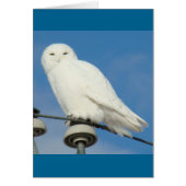 B50 Snowy Owl (Front)