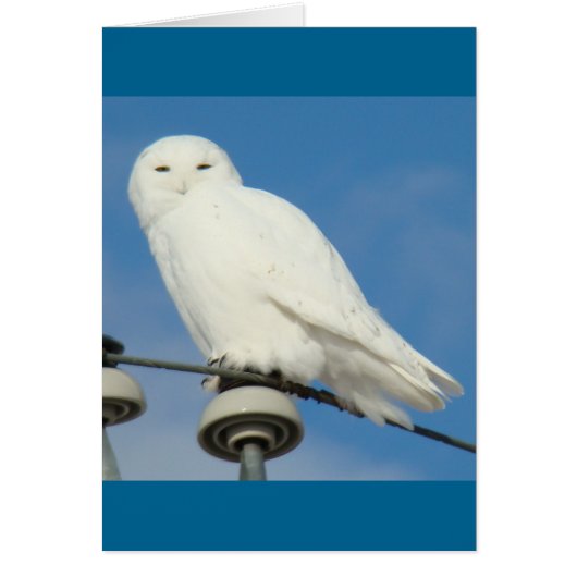B50 Snowy Owl Cards (Front)