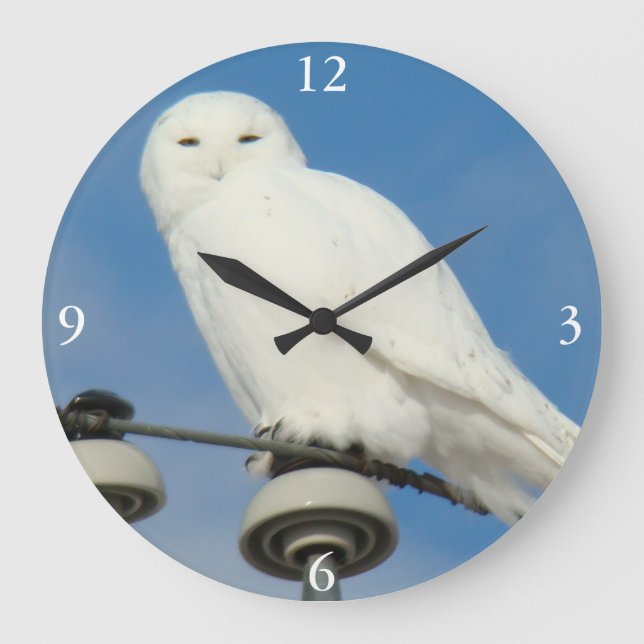 B50 Snowy Owl Large Clock (Front)