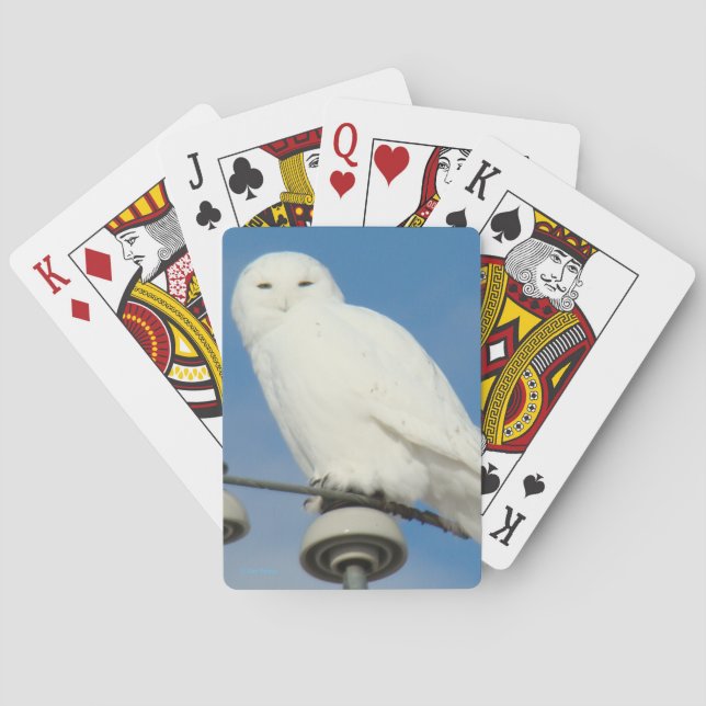 B50 Snowy Owl Poker Cards (Back)