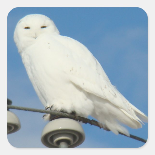 B50 Snowy Owl Square Sticker (Front)
