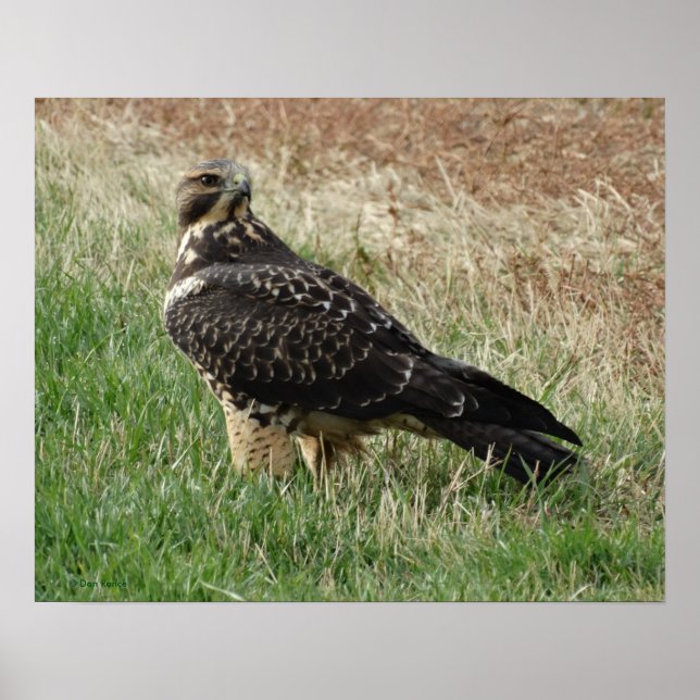 B52 Swainson's Hawk Poster (Front)