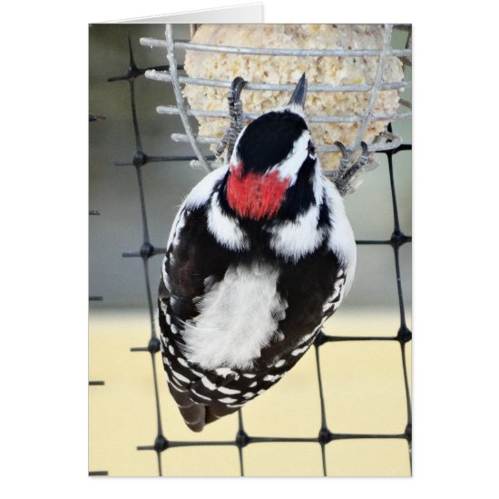 B53 Downy Woodpecker