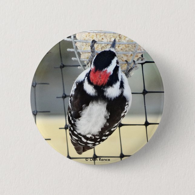 B53 Downy Woodpecker Button (Front)