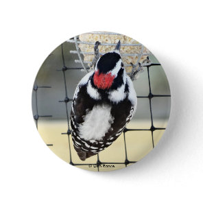 B53 Downy Woodpecker Button