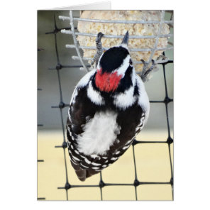 B53 Downy Woodpecker Cards