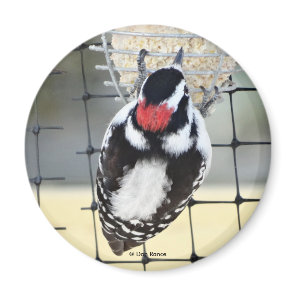 B53 Downy Woodpecker Magnet