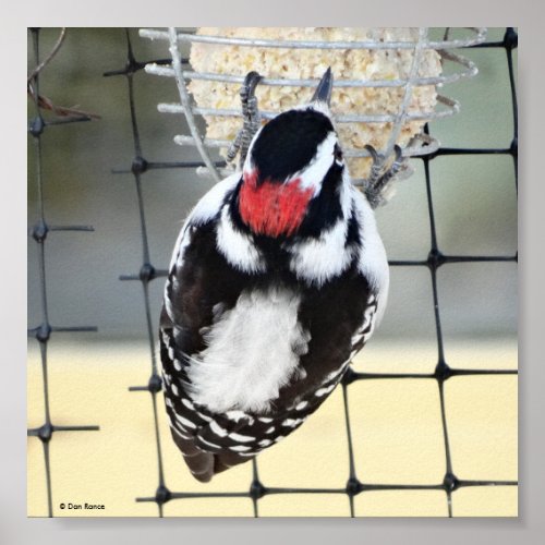 B53 Downy Woodpecker Poster