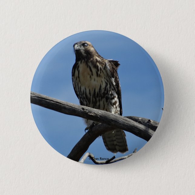 B54 Swainson's Hawk Button (Front)