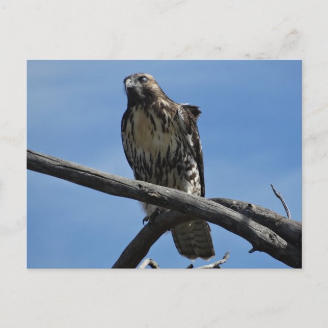 B54 Swainson's Hawk Postcard (Front)