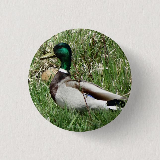 B55 Mallard Duck Drake Greenhead in the Grass Button (Front)