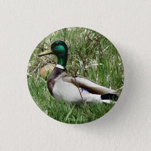 B55 Mallard Duck Drake Greenhead in the Grass Button